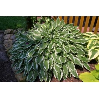 Hosta hybride'Undulata Albomarginata'