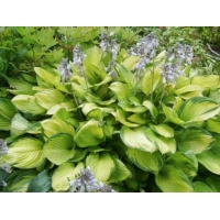 Hosta'Golden Standard' 