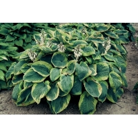 Hosta sieboldiana'Francis Williams'