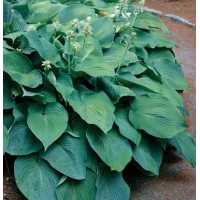 Hosta'Blue Angel'