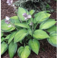 Hosta'June' 