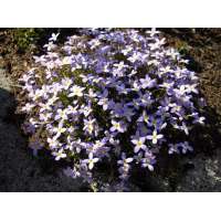 Houstonia caerulea'Millard's Variety'