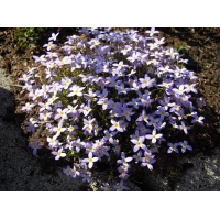 Houstonia caerulea'Millard's Variety'
