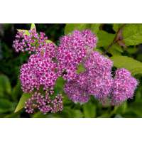 Spiraea bumalda'Pink Sparkler' 