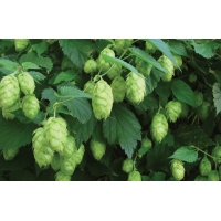 Humulus lupulus 