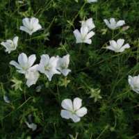 Geranium sanguineum'Snowflake'