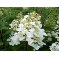 Hydrangea paniculata'Unique' 