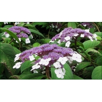 Hydrangea aspera'Macrophylla' 