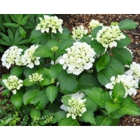 Hydrangea macrophylla'Snowball' 