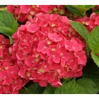 Hydrangea macrophylla'Leuchtfeuer' 
