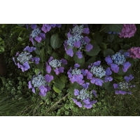 Hydrangea macrophylla'Eisvogel' 