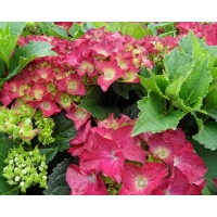 Hydrangea macrophylla'Hot Red' 