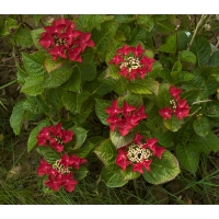 Hydrangea macrophylla'Rotschwanz' 