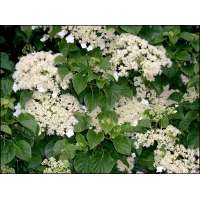 Hydrangea anomala'Petiolaris' 