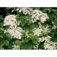 Hydrangea anomala'Petiolaris' 