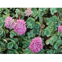 Sedum ewersii