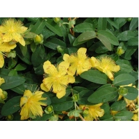Hypericum calycinum 