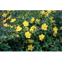 Hypericum dummeri'Peter Dummer 