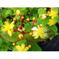 Hypericum inodorum'Rheingold' 