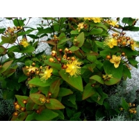 Hypericum androsaenum