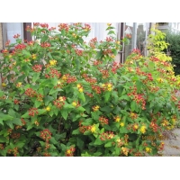 Hypericum inodorum'Elstead' 