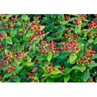 Hypericum inodorum'Excellent Flair' 