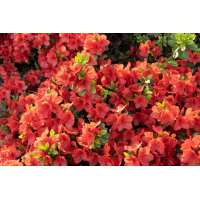 Azalea japonica'Radja' 