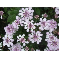 Iberis sempervirens'Pink Ice'