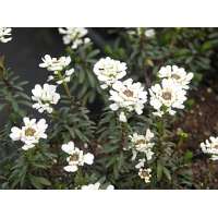 Iberis sempervirens'Appen-Etz'