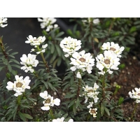 Iberis sempervirens'Appen-Etz'