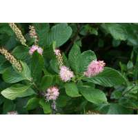 Clethra alnifolia'Rosea' 