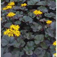 Ligularia dentata'Midnight Lady'