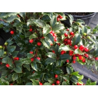 Ilex meserveae'Blue Princess' 