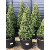 Ilex crenata'Caroline Upright' pyramide 