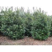 Ilex meserveae'Blue Prince' 