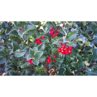 Ilex meserveae'Blue Prince' 