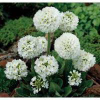 Primula denticulata'Alba'