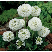 Primula denticulata'Alba'