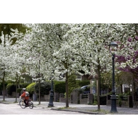 Malus baccata'Street Parade' 