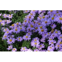 Aster dumosus'Prof.Anton Kippenberg' 