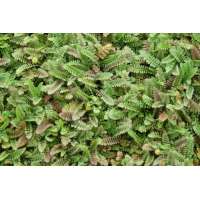 Leptinella potentillina