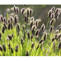 Sesleria heufleriana