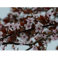 Prunus cerasifera'Nigra' 