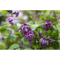 Clematis'Mary Rose' 
