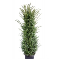 Taxus baccata 