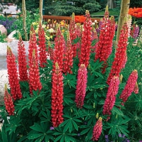 Lupinus'Gallery Red'