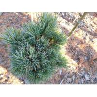 Pinus cembra'Ortler' 