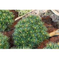 Sciadopitys verticillata'Kobito' 