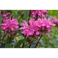 Monarda'Melissa'