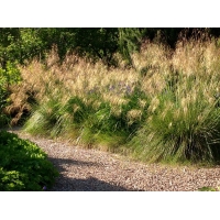 Stipa gigantea